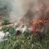 Abaré: Cerca de 10 mil pés de maconha são incinerados