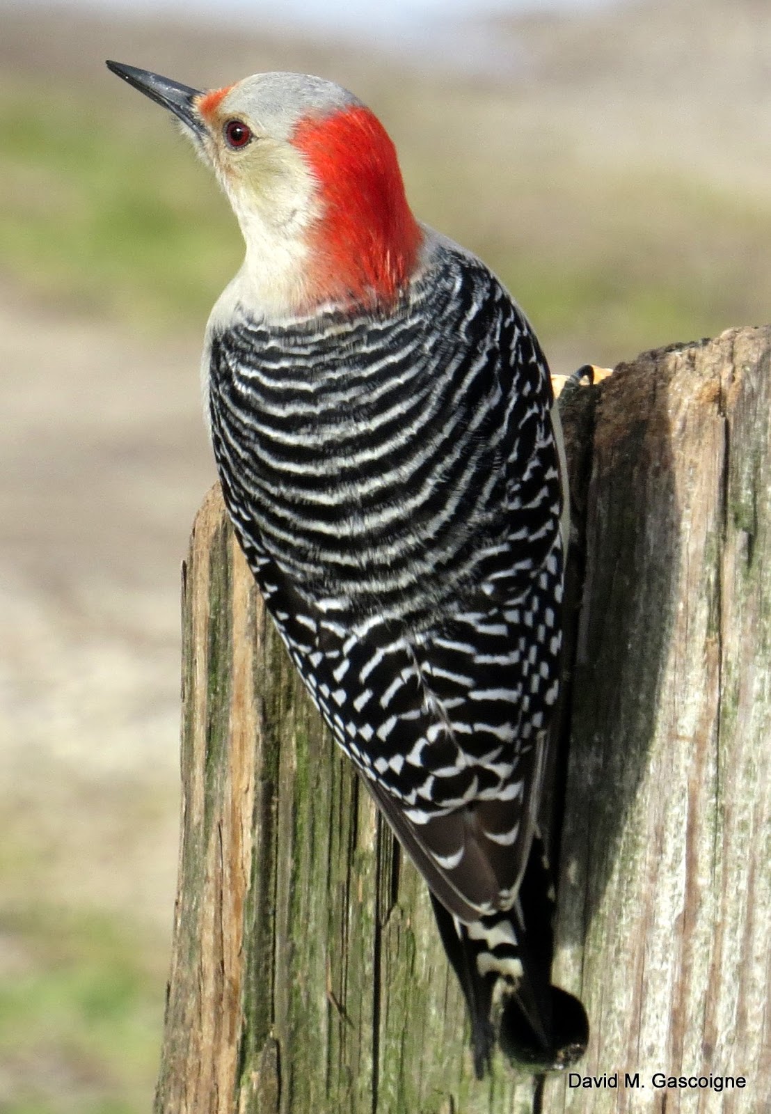 Large Birds In Ontario