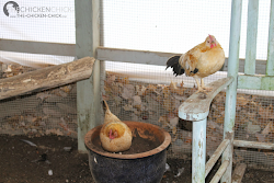 chicken roosting coop chickens space tree areas around roosts essentials stumps ladders confined vertical chairs run additional luxuries