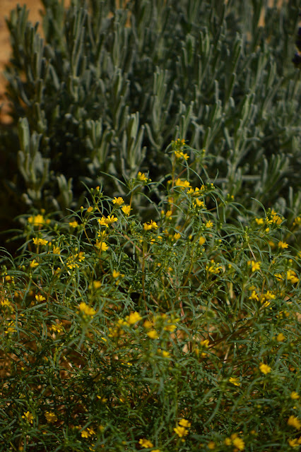 pectis papposa, chinch weed, wildflower, desert, sonoran