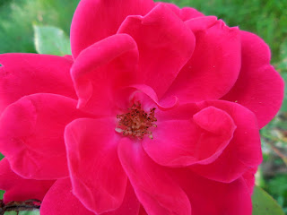 Image of Knock-out rose, named ROSE-0317.JPG, free for use with attribution