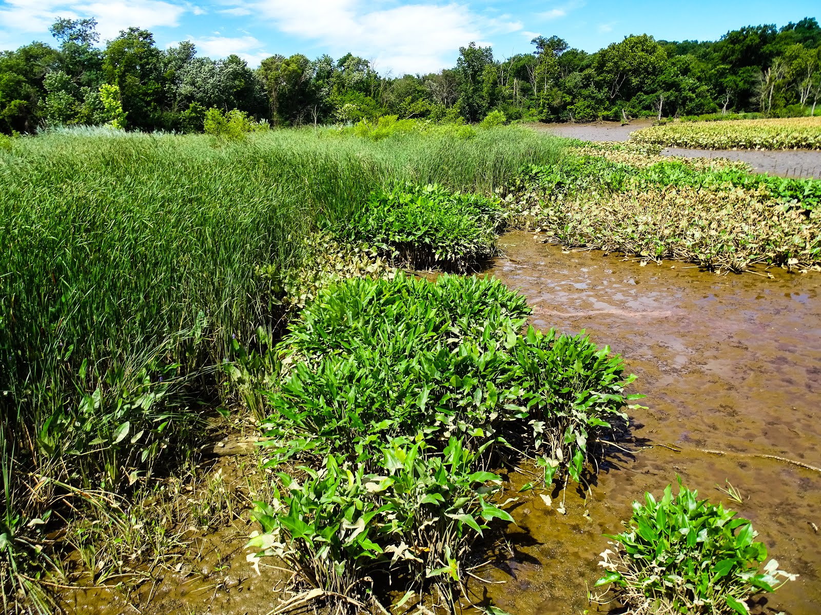 Walking Arizona A Jungle Swamp in Washington, DC