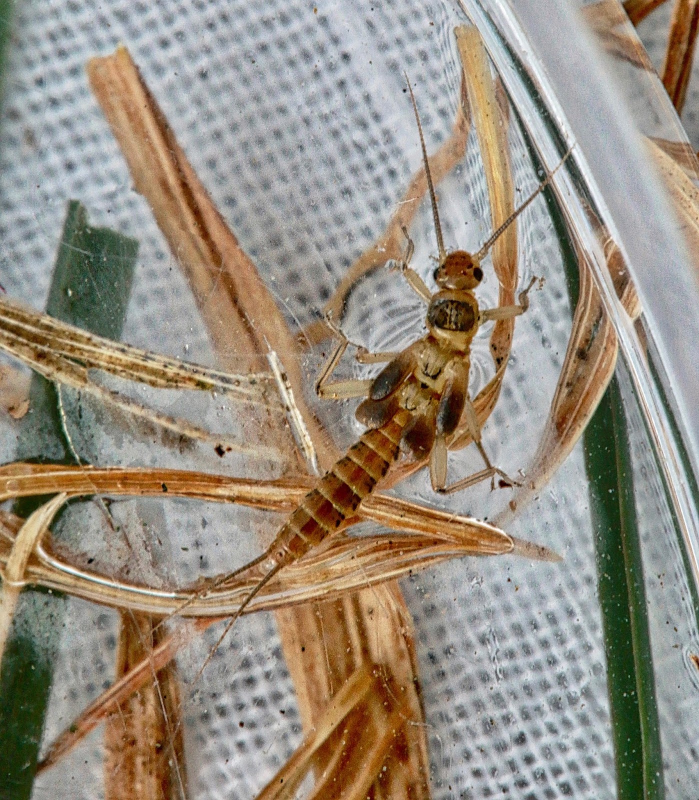 Aquatic Insects of Central Virginia: February 2018