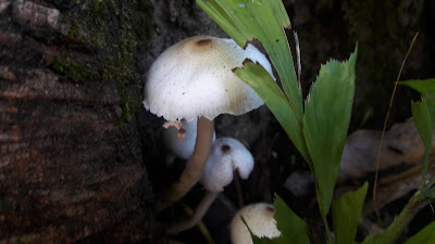 mushroom growing mushroom growing