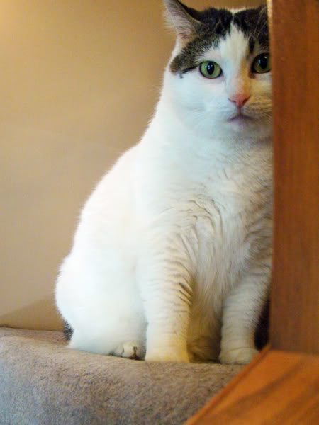 image of Olivia the White Farm Cat sitting on the stairs