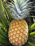 Khasiat Buah Nanas Untuk Kesehatan Khasiat Buah Nanas Untuk Kesehatan