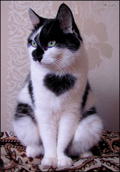 Art Cat GIF • Cute and beautiful black white Cat with an animated fur ♥ heart Art Cat GIF • Cute and beautiful black white Cat with an animated fur ♥ heart