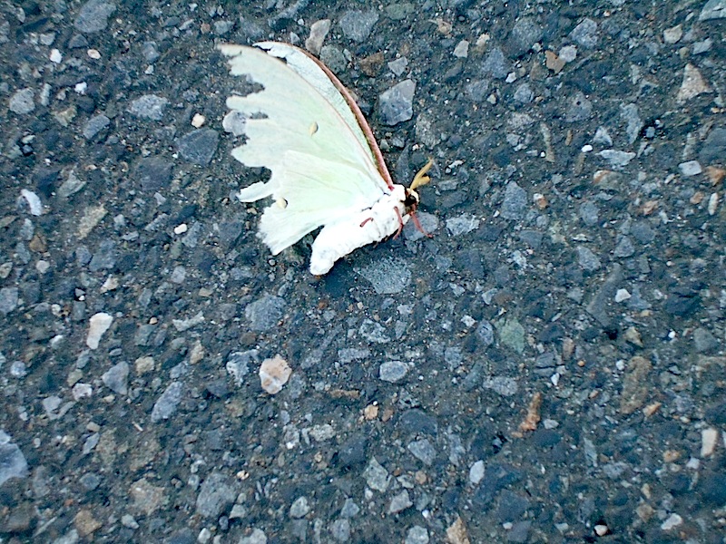 パリ旅人写真日記 白い巨大な蛾 Actias Artemis