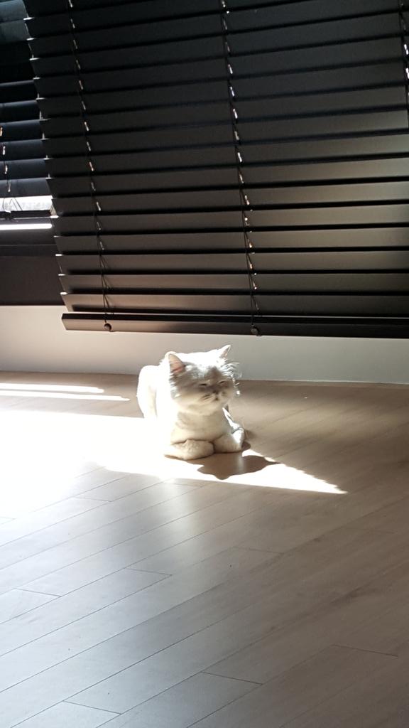 강지영네 고양이 인스타계정 팔로한 구하라 | 인스티즈