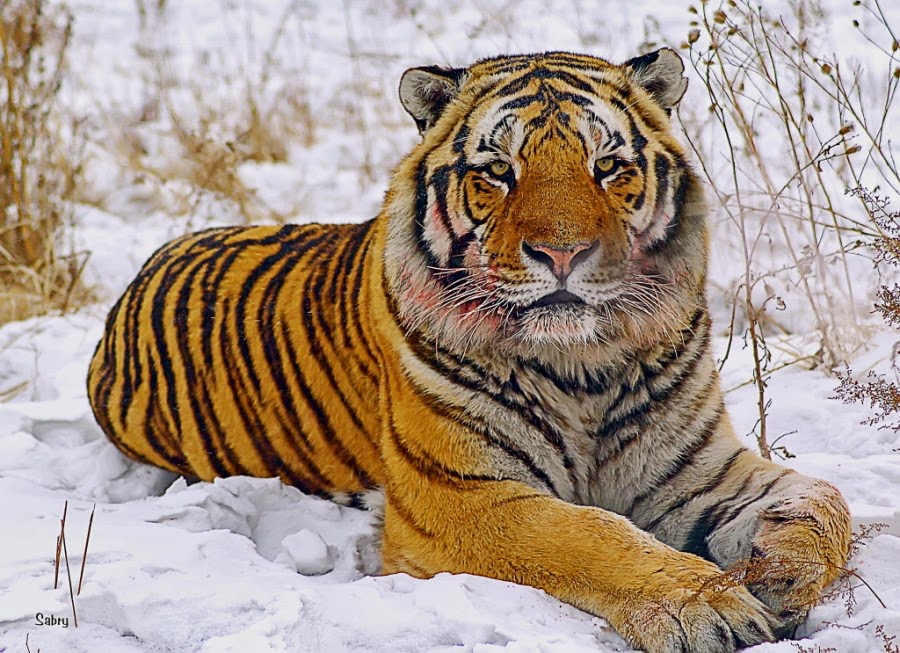 26 Graceful Pictures of Siberian Tigers
