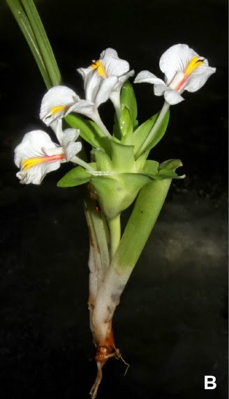 http://sciencythoughts.blogspot.co.uk/2013/09/a-new-species-of-turmeric-from-bu-gia.html