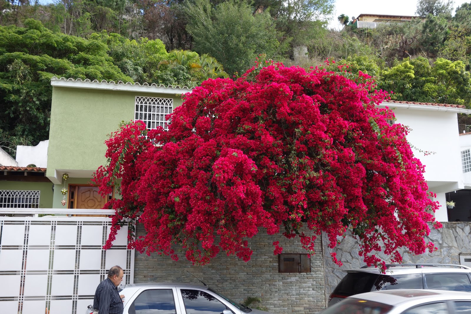 MIS TRINITARIAS