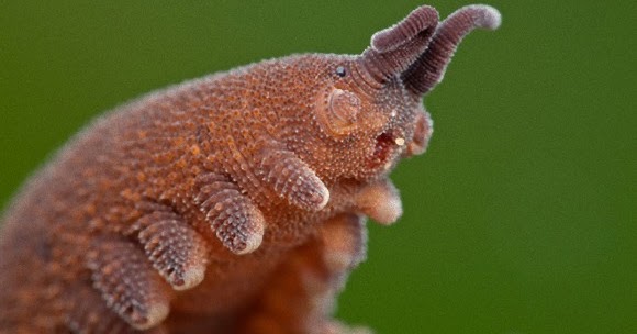 トトロカギムシ かわいい虫 トトロのネコバスに似ている虫 N ミライノシテン