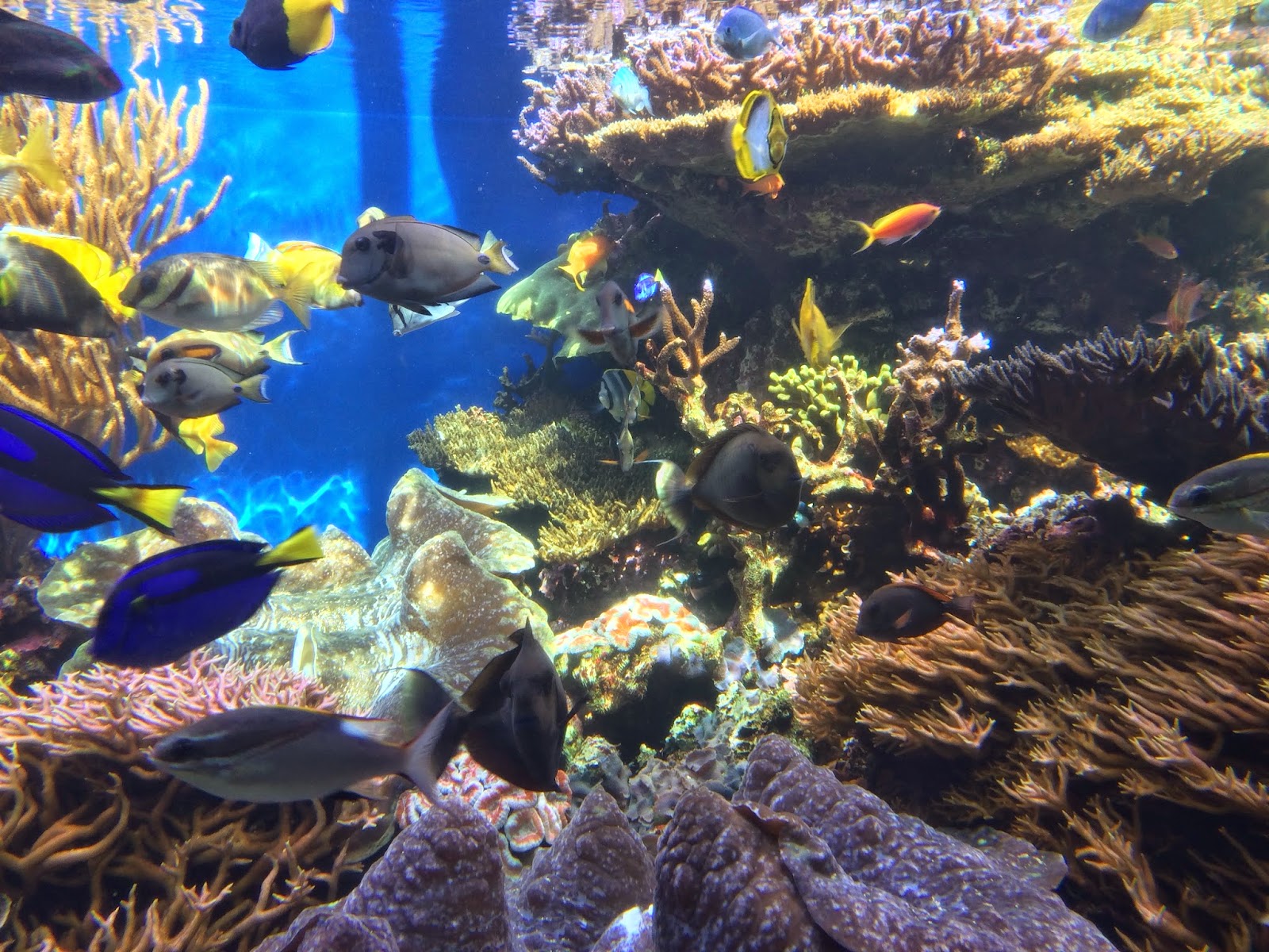 Waikiki Aquarium Clam display