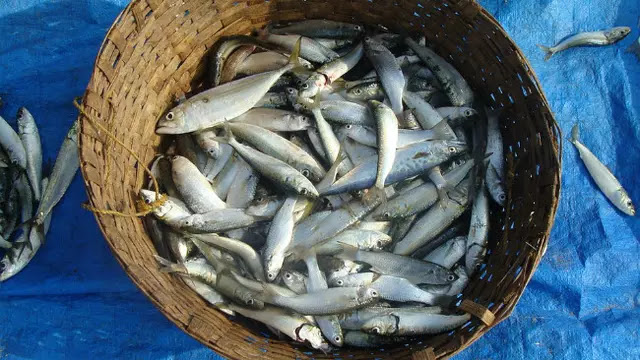 Mengapa Miliarder Ini Makan 5 Kaleng Ikan Sarden Setiap Hari