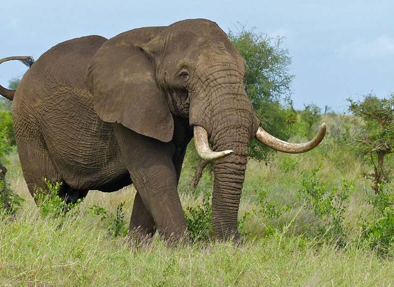 Kopi Hangat Jenis Jenis Gajah  di Dunia