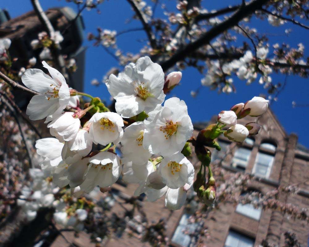 Toronto Grand Prix Tourist A Toronto Blog Fruit Trees Blossom at 