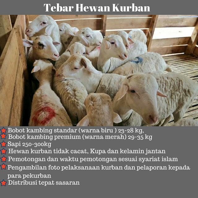 ekonomi03 daging kurban disebar ke seluruh indonesia untuk kesejahteraan sosial