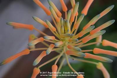 Aloe saponaria, plantas crasas, plantas de sombra, aloe, aloe vera