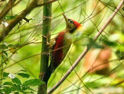 Crimson winged Woodpecker
