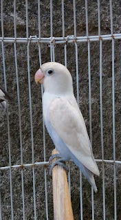Perbedaan lovebird albino dan pastel putih Perbedaan lovebird albino dan pastel putih