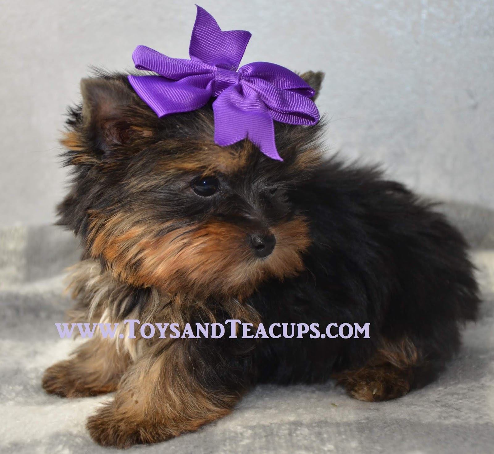 Alabama Toys & Teacups