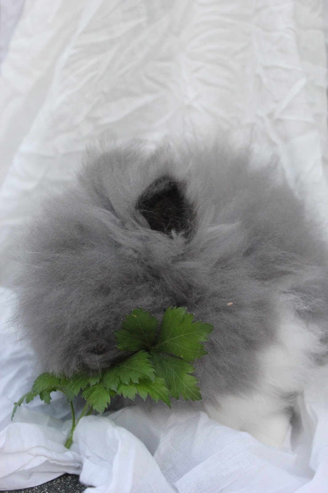 Blue Dream lapins nains Lapin angora nain