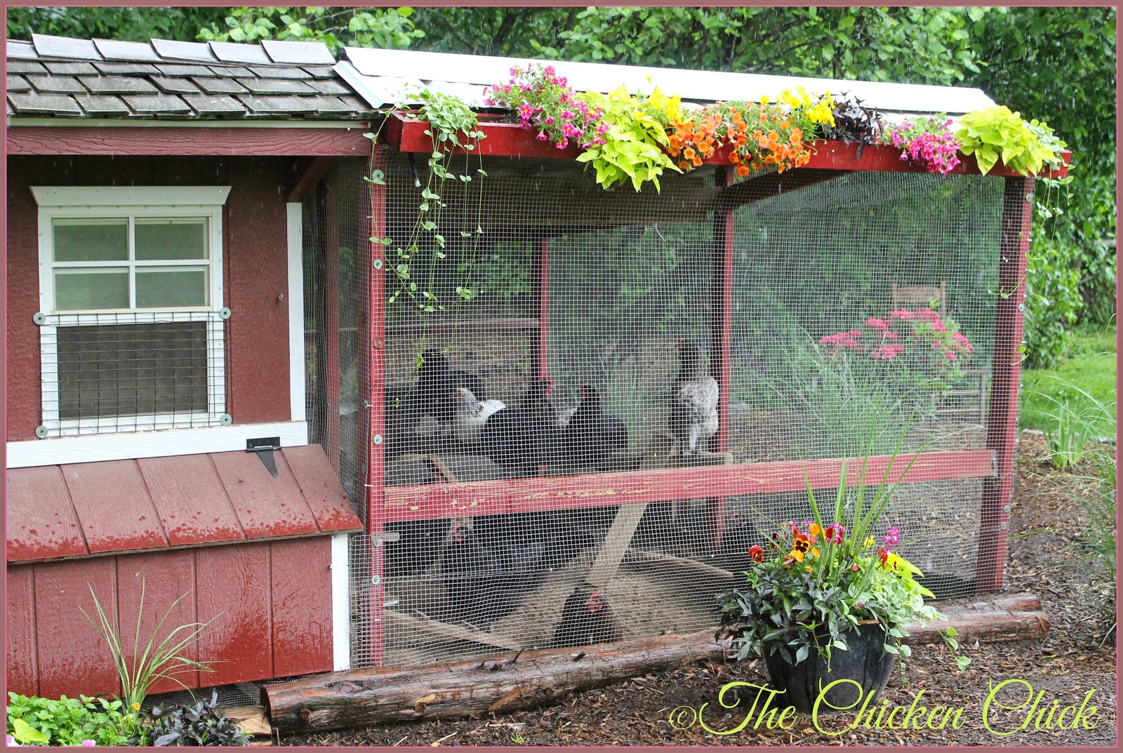 The Chicken Chick® Chicken Coop Design Essentials, Details & Luxuries