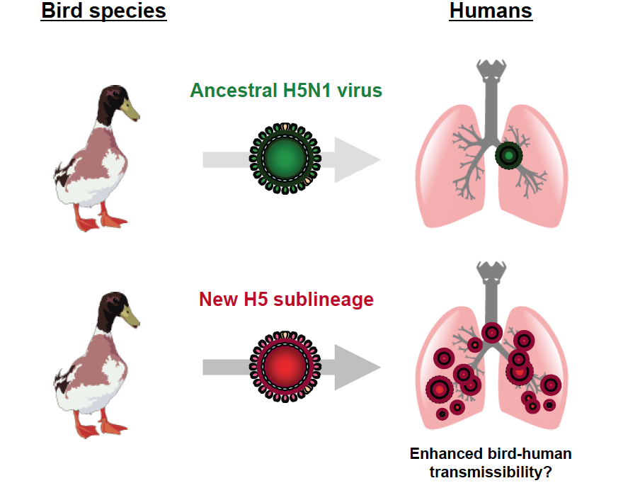 Грипп н5. Птичий грипп h1n1. Вирус h5n1. H5n1. Штамм гриппа h5n1.