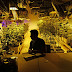 Legal marijuana cuts violence says US study, as medical-use laws see crime fall