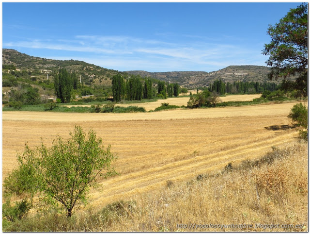 Amarillo, el color de agosto Amarillo, el color de agosto