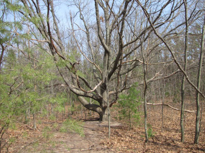 spreading maple limbs