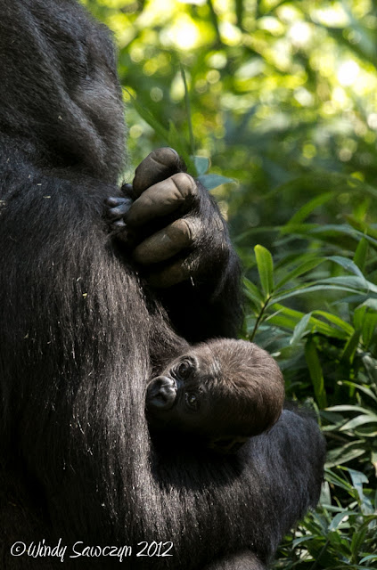Baby Gorilla Bomassa