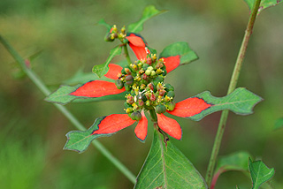 ショウジョウソウ