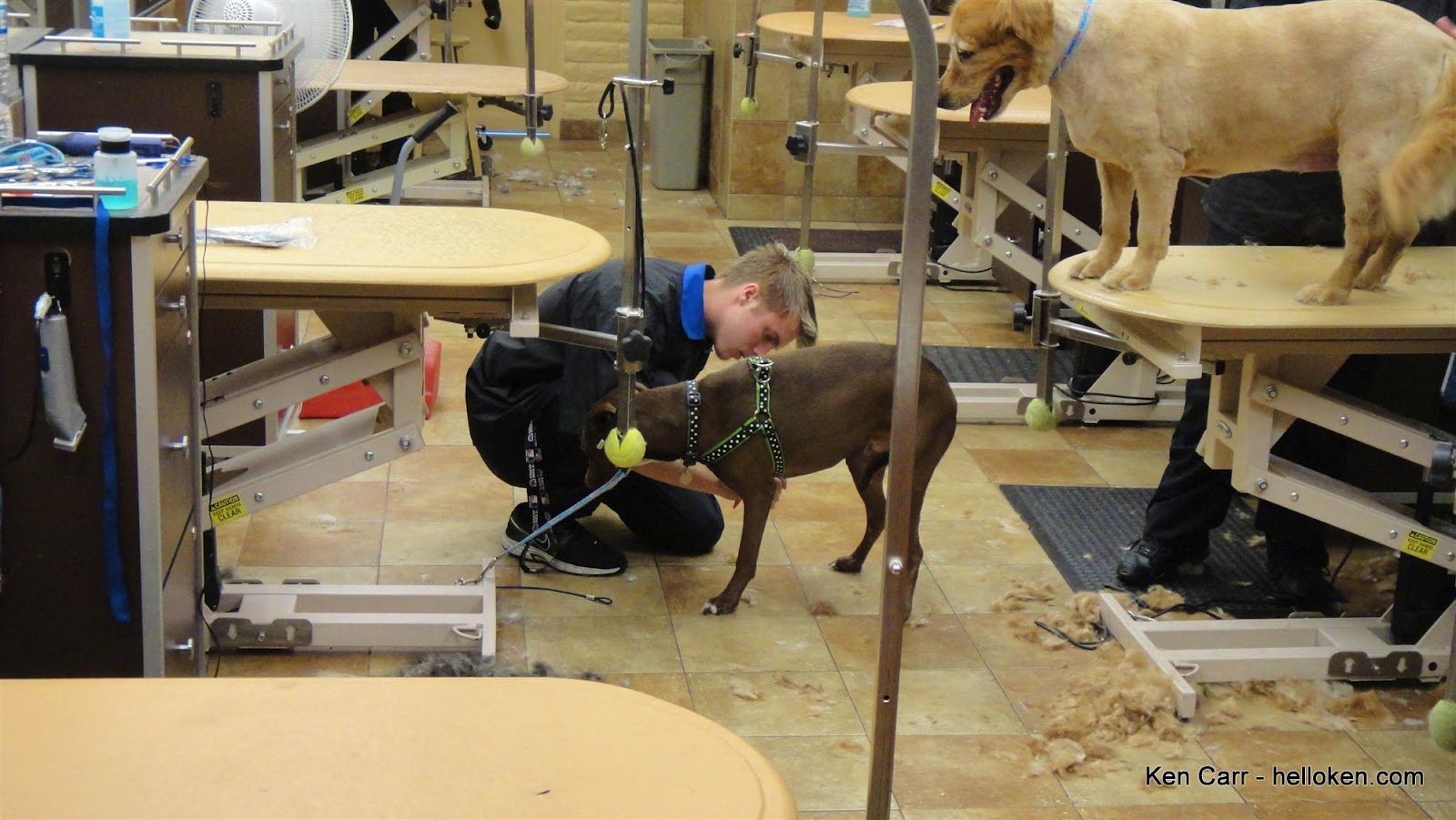 Lucky gets his nails clipped