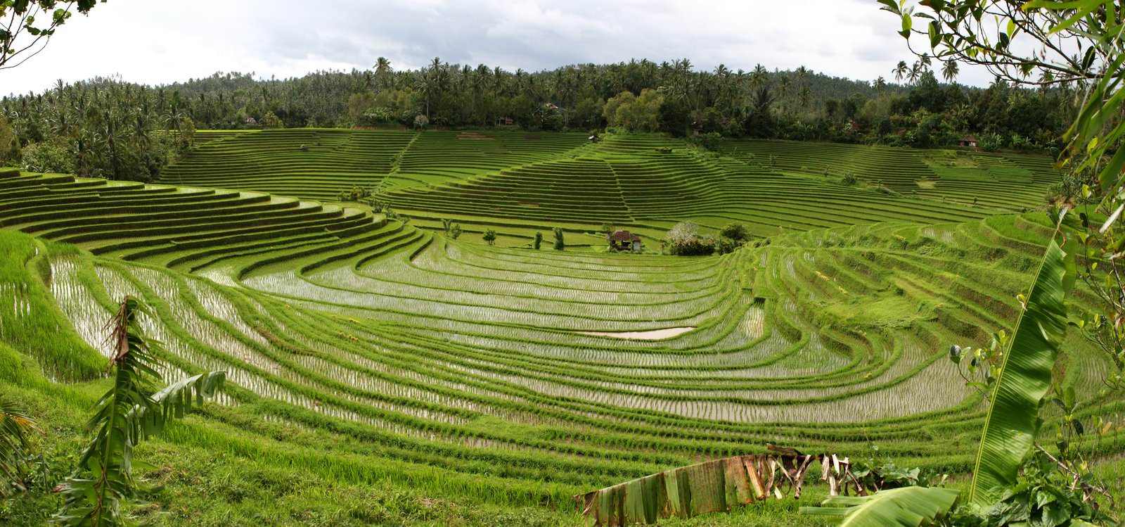 Subak Adalah Wujud Pelestarian Lingkungan Geomedia