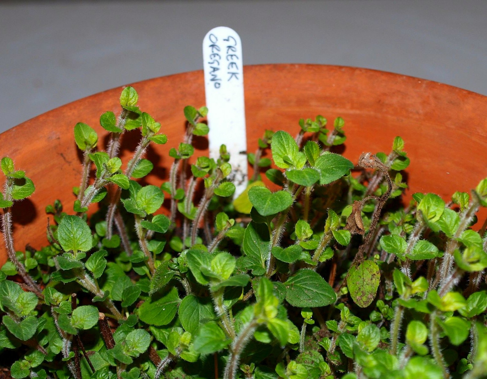 Mark's Veg Plot Greek Oregano