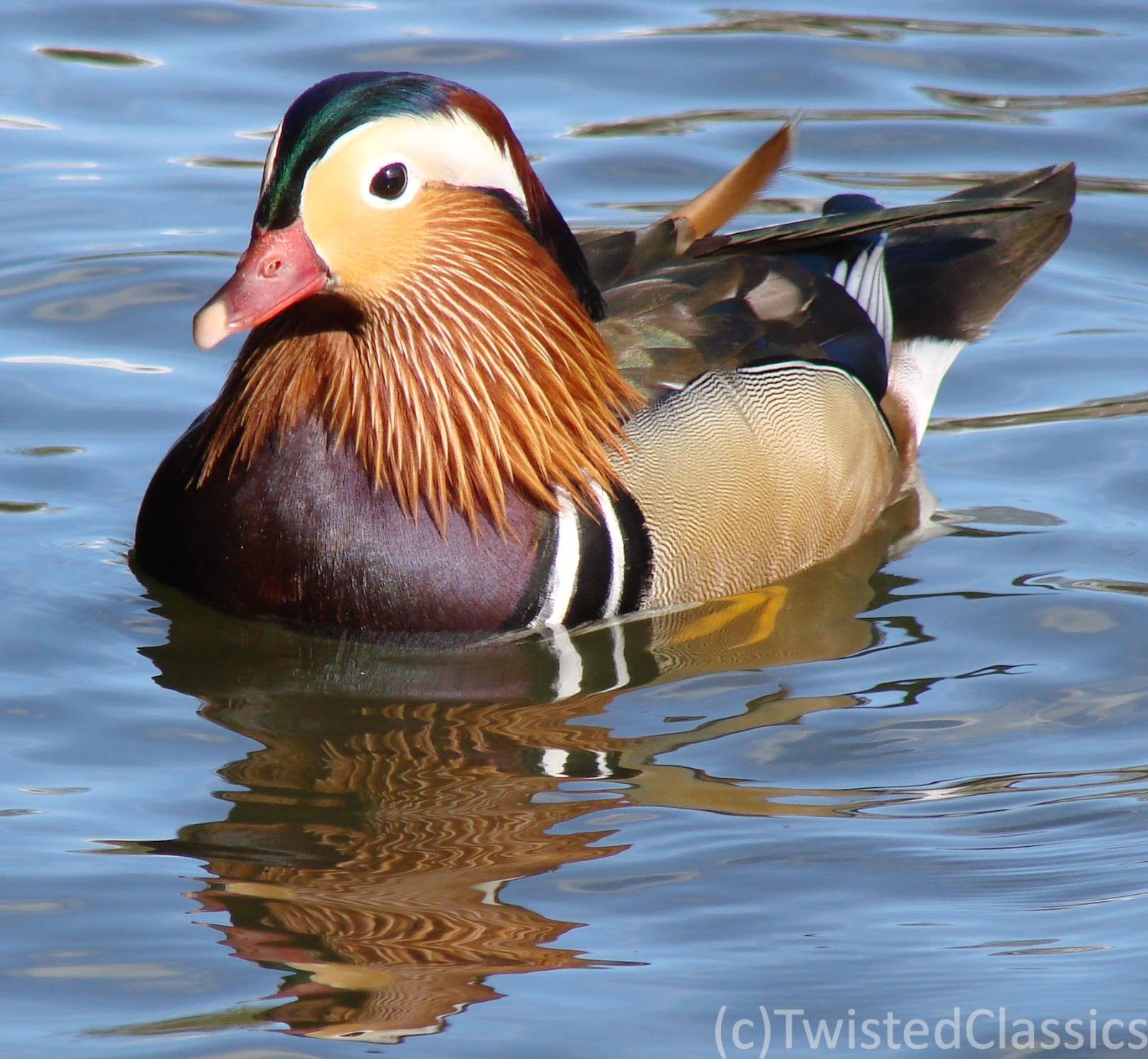 Birds and wildlife Mandarin, Gadwall and hybrid ducks and Spring blossom on an April walk in