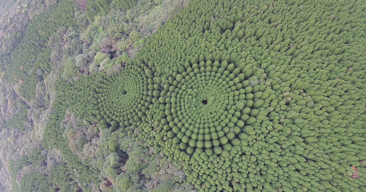 Charming Pictures Of Tree 'Crop Circles' In Japan