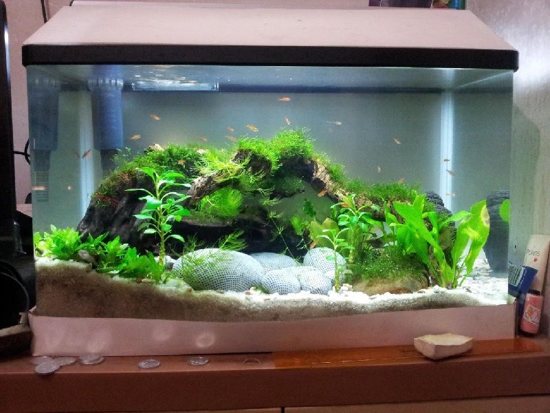 Beli Aquarium Baru Mending Cari Yang Jual Aquarium Bekas Murah