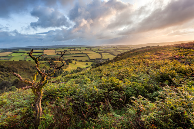 Morning sun lights up a dead tree on Winsford Hill looking over the Punchbowl in Exmoor