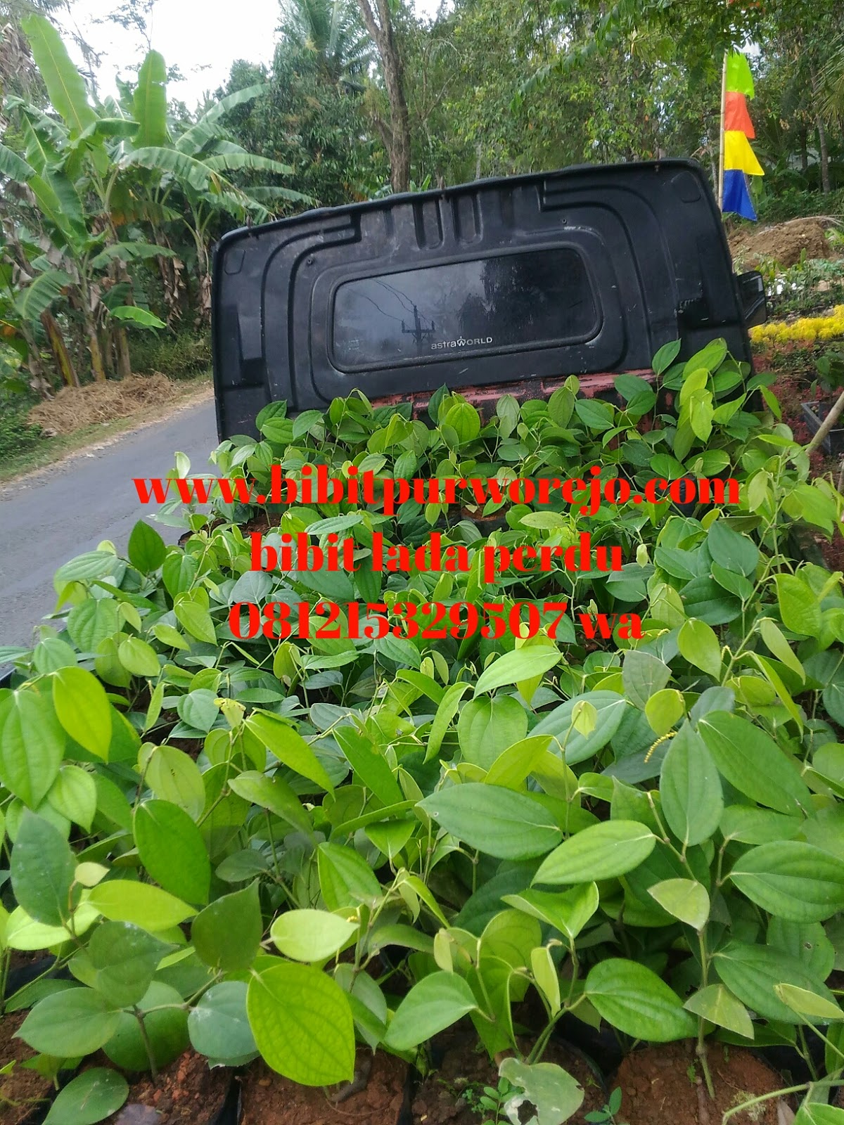 bibit tanaman lada perdu unggul jual bibit tanaman bibit tanaman lada perdu unggul jual bibit tanaman
