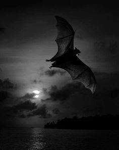 Murciélago volando en la noche, con la luna oculta tras las nubes.