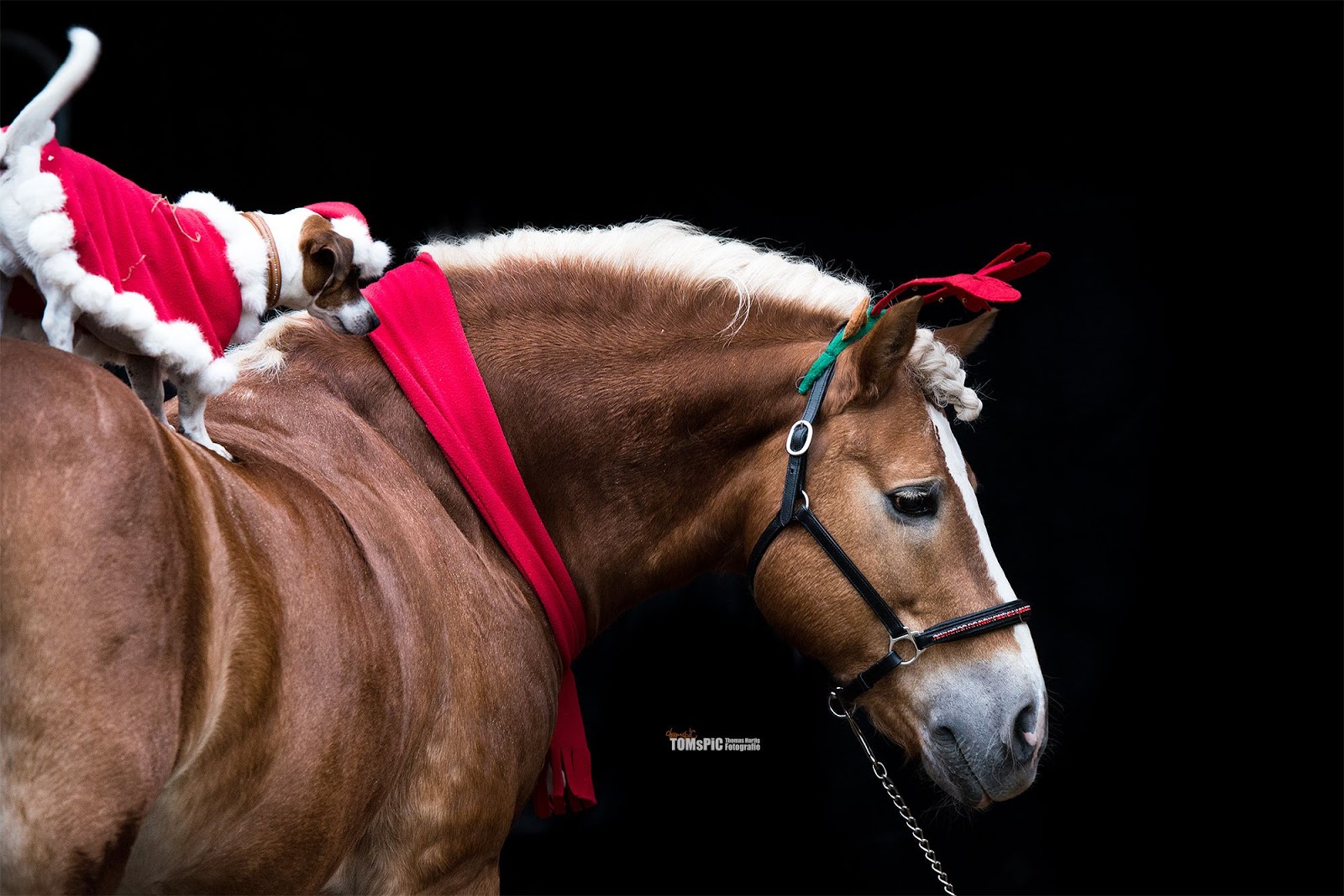 tacchi a cavallo merry christmas tacchi a cavallo merry christmas