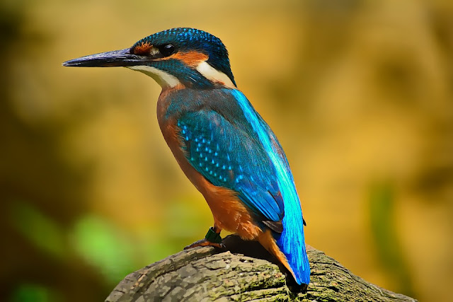 blue-orange-kingfisher-bird-D3100-Nikon-Sample