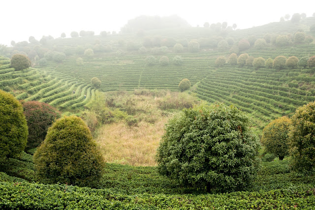 China, Tea, Tea terrace