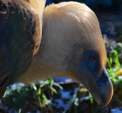 Gänsegeier, Griffon aasvoël, Shkaba Griffon, Griffon vulture Vogel, bird, oiseau, Uccello, Pássaro, птица, pájaro, kuş, chim, vták, pták, madár, птушка, zog, ptica, птица, lintu, πουλί, птица, fågel, kuş, madár, zog