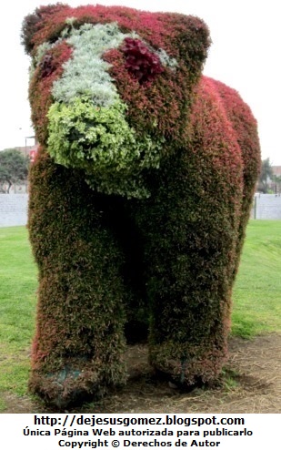 Oso Foto de un oso en Arte Topiario de Jesus Gómez