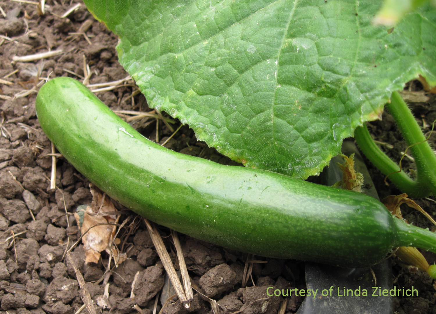 The Scientific Gardener Cucumber Shop