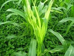 Penyakit Bulai Pada Tanaman Jagung | anakagronomy[dot]com